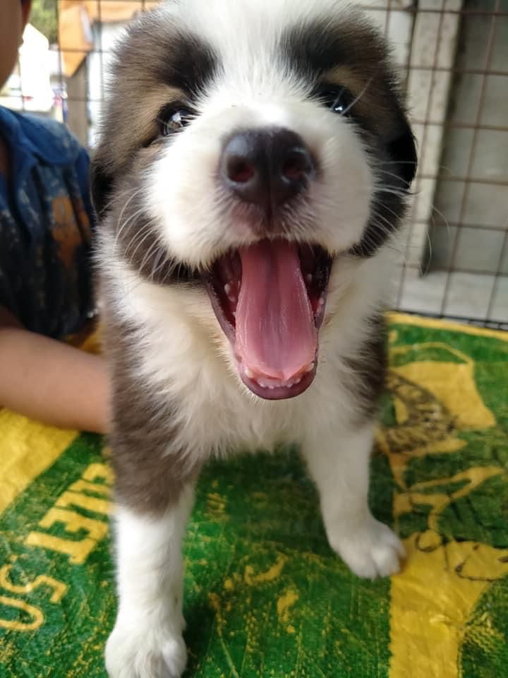 Bella of cropaws kennel | Border Collie 