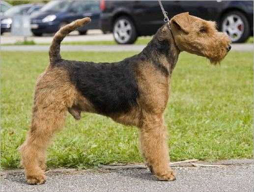 Dino von der Hohen Flur | Welsh Terrier 