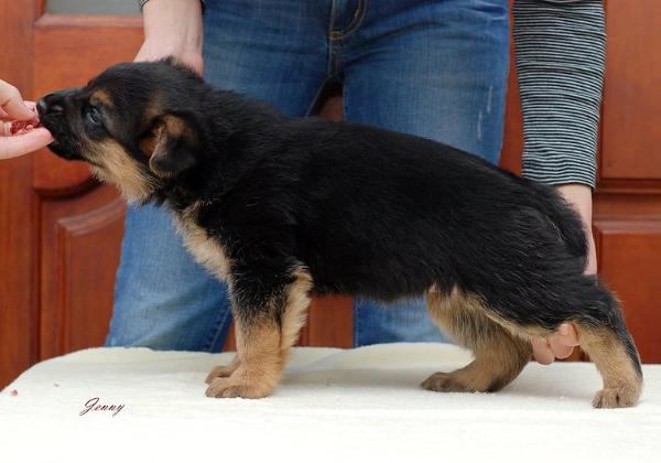 Ovatsia s Tavaizy | German Shepherd Dog 