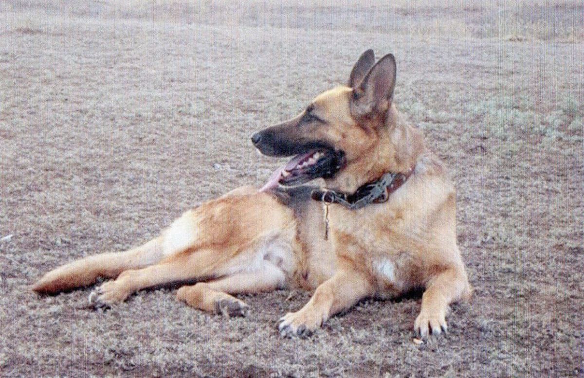 Rahimzhan Heppi | German Shepherd Dog 