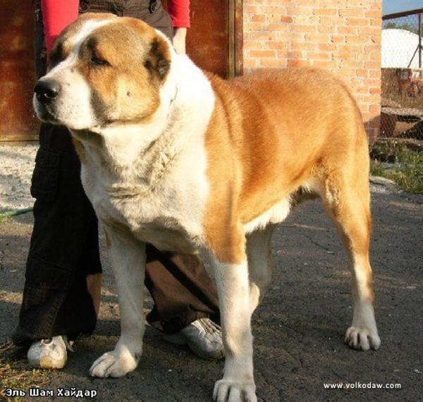 El sham Maidar | Central Asian Shepherd Dog 