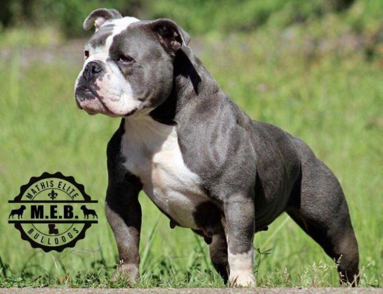 Poppas Bloo Sage | Olde English Bulldogge 