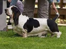 Wictor' Z Polany Klapouchego | Basset Hound 