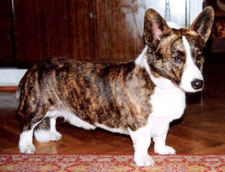 Smultronbackens Douglas | Cardigan Welsh Corgi 