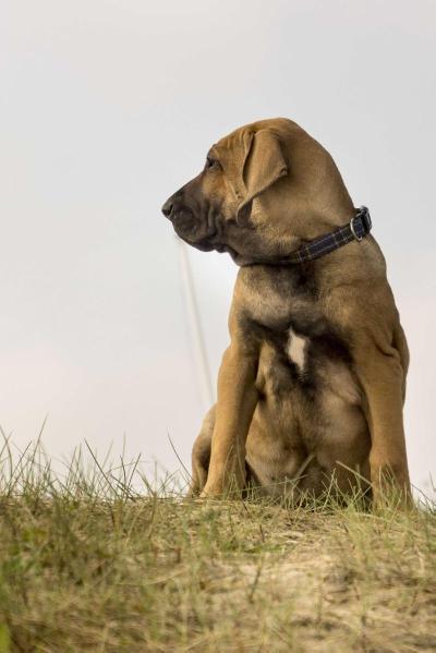 Jah'Zara de Anjo da Guarda | Fila Brasileiro 