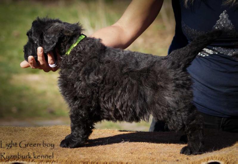 Anakin-Wizzle Ryzmburk | Bouvier des Flandres 