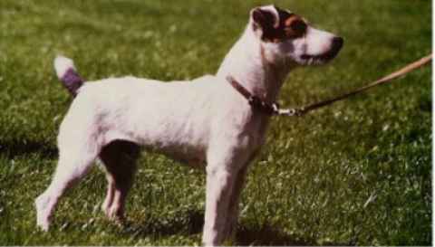 Foxwarren Tiger | Parson Russell Terrier 