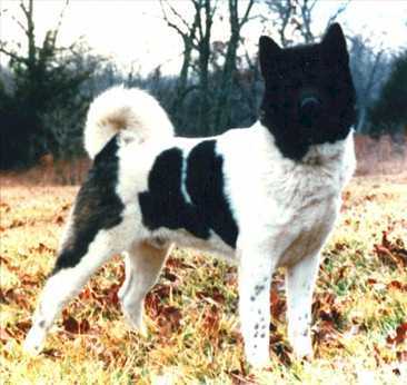 Tamarlane's Willowdeen Aikon | Akita 