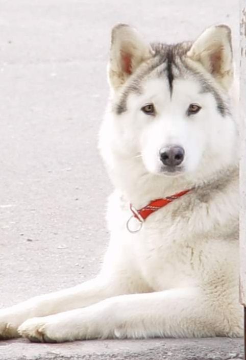 Chloe Polar Rainbow | Alaskan Malamute 