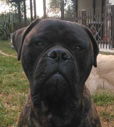 BORIS(soulpride) | Bullmastiff 