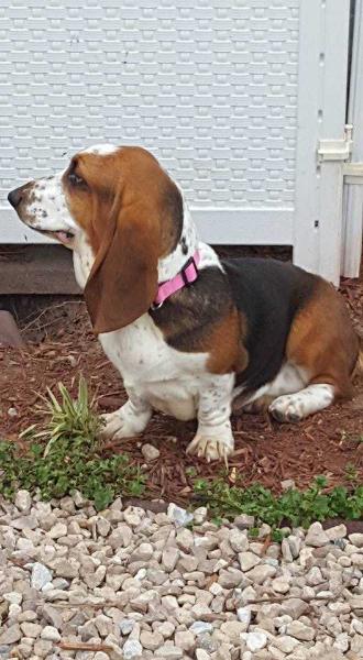 Emerald Trail's Bright Starr Gill | Basset Hound 