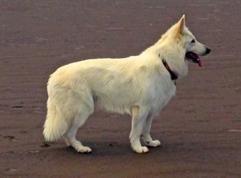 Hoodlands Samson v Surfire Ravelle | White Swiss Shepherd Dog 