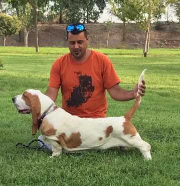 GALVAN DE VALLISLONGA | Basset Hound 