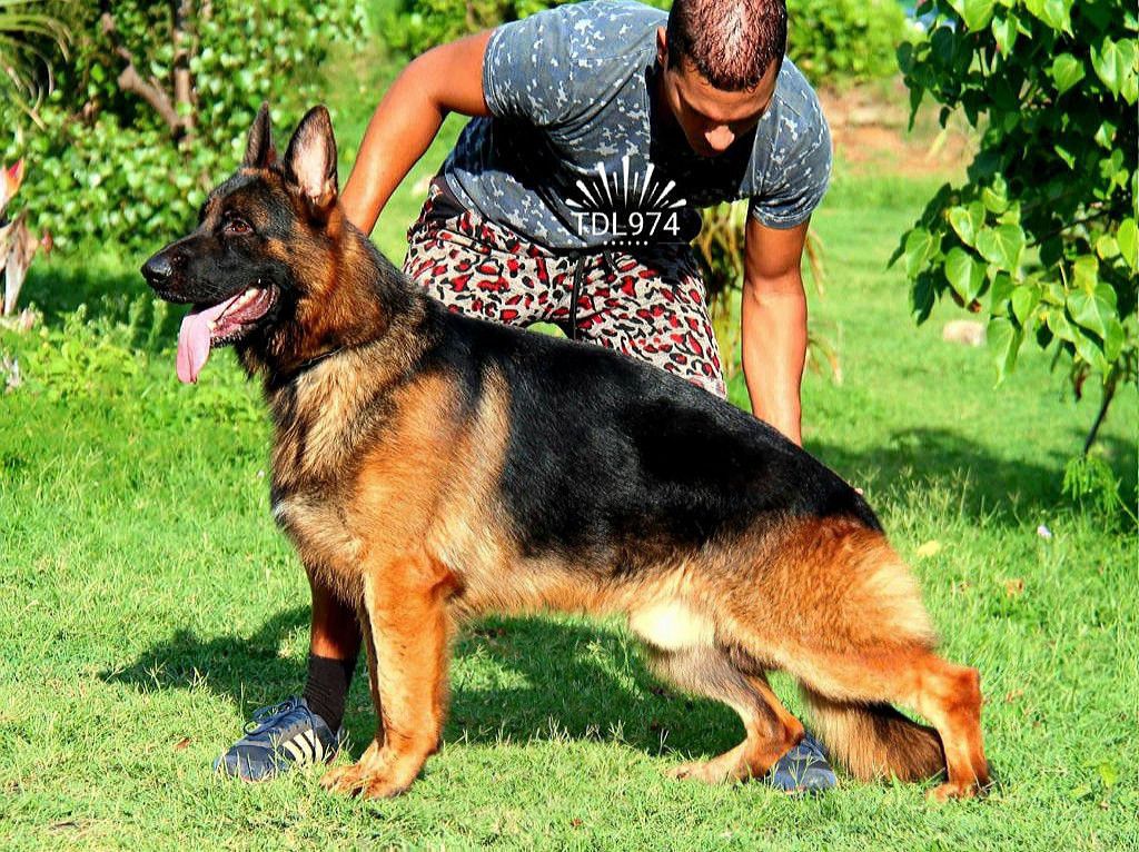 Nihilo de la Tanière des Lions | German Shepherd Dog 