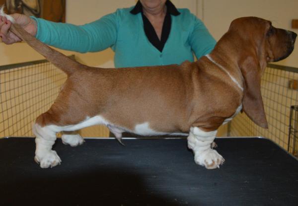 NewDown Bassets  Unbreakable Love | Basset Hound 