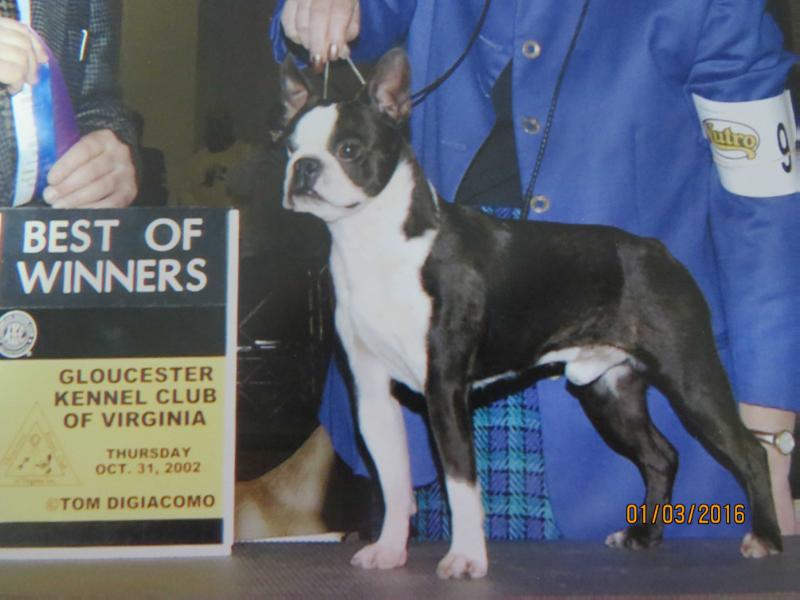 Al-Mar's You The Man! | Boston Terrier 