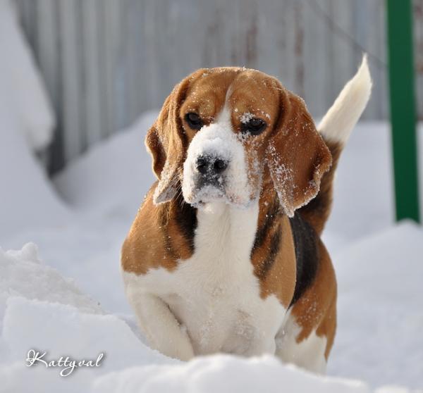 Dushi Otrada Kattyval | Beagle 