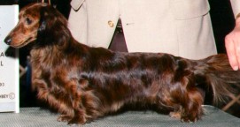 Dachsheider's Dealer Choice ML | Dachshund 