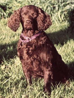 Kei-Rins Sasparilla | American Water Spaniel 