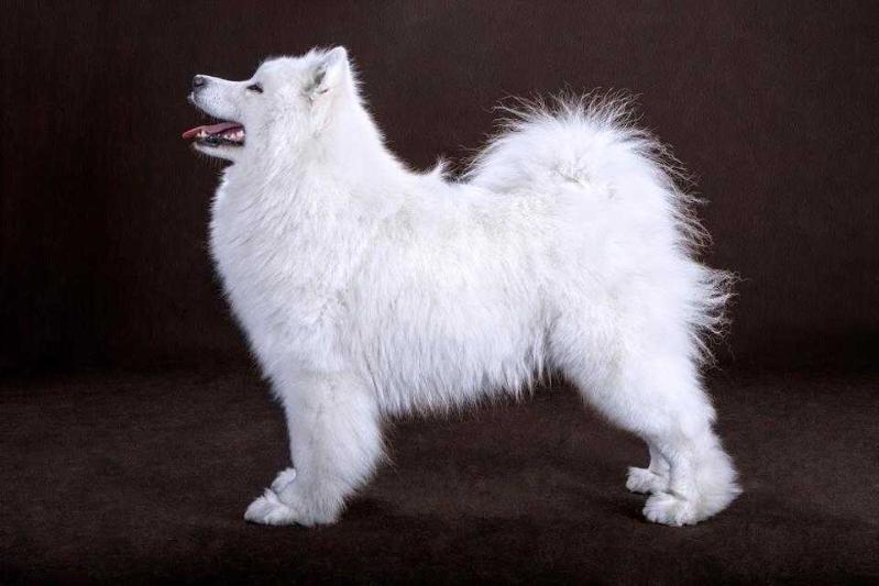 BAIRAK AZSKAS BEAUTIFUL LADY | Samoyed 