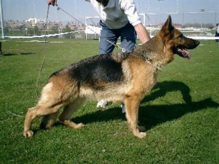 Franky de Nazabich | German Shepherd Dog 