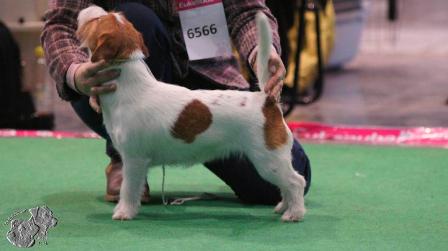 BARCELONA  Sonix | Jack Russell Terrier 