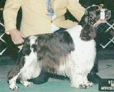 Eastriding Exclusive | English Springer Spaniel 