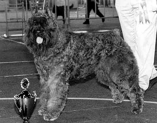 Dusty Vronie v.d. Vanenblikhoeve | Bouvier des Flandres 