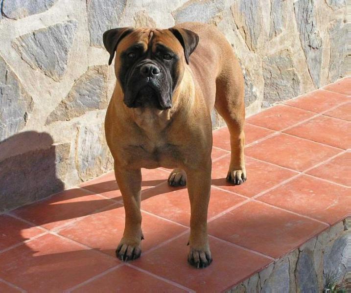 Miracle de Jaracanbull | Bullmastiff 