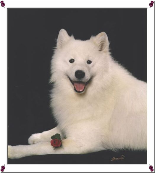 Ice Star's Rock and Roll Man | Samoyed 