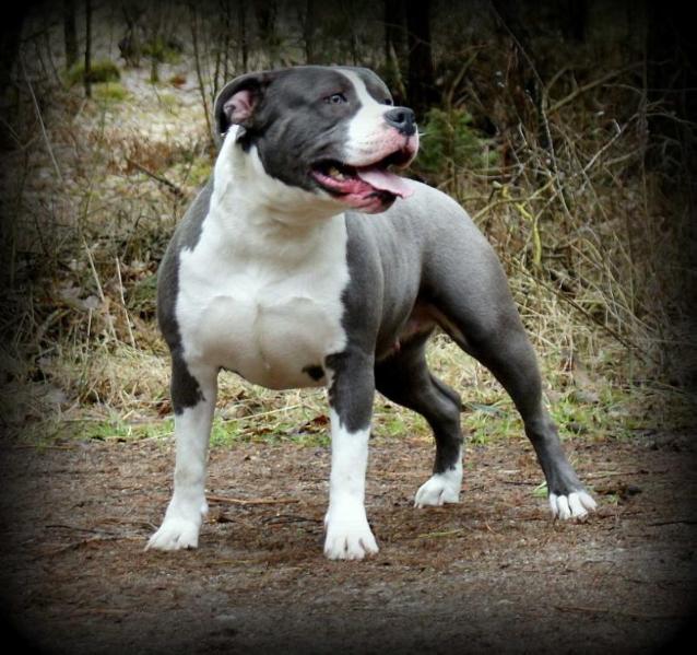 ANABEL Twin Turbo FCI | American Staffordshire Terrier 