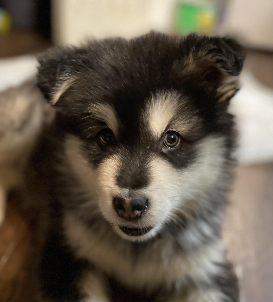 Mountain Ridge’s Miss Harlequin | Alaskan Malamute 