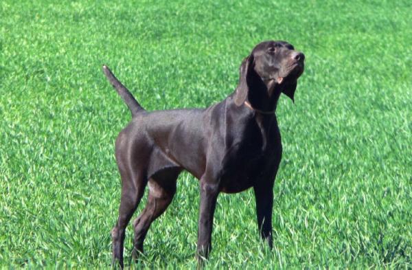 Bastille du Domaine du Framire | German Shorthaired Pointer 