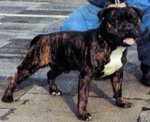 General Hellish Alet | Staffordshire Bull Terrier 