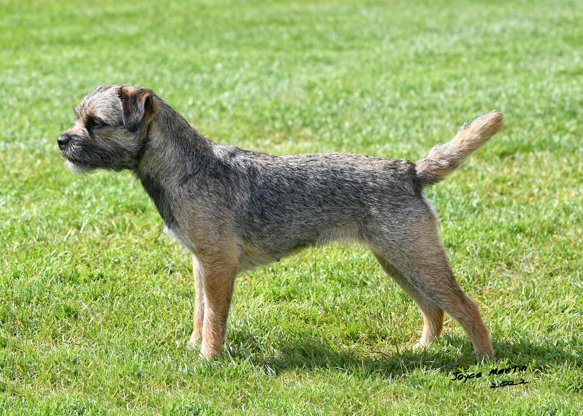 Aiga Viva Occitane | Border Terrier 