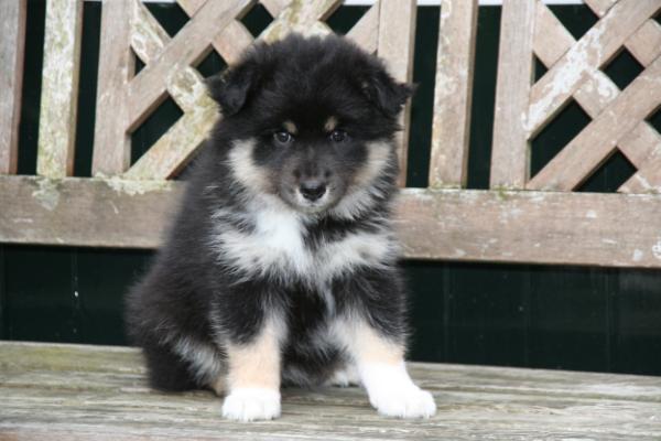 Akustiina | Finnish Lapphund 