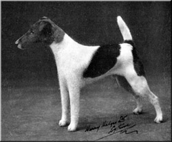 Buckland Of Andley | Smooth Fox Terrier 