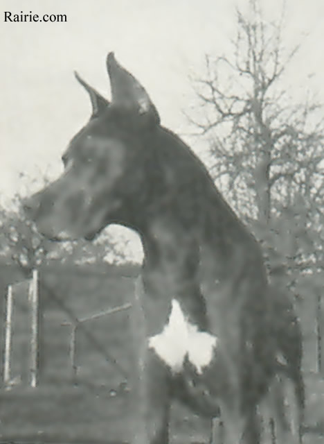 Pharao Von Huttberg | Great Dane 