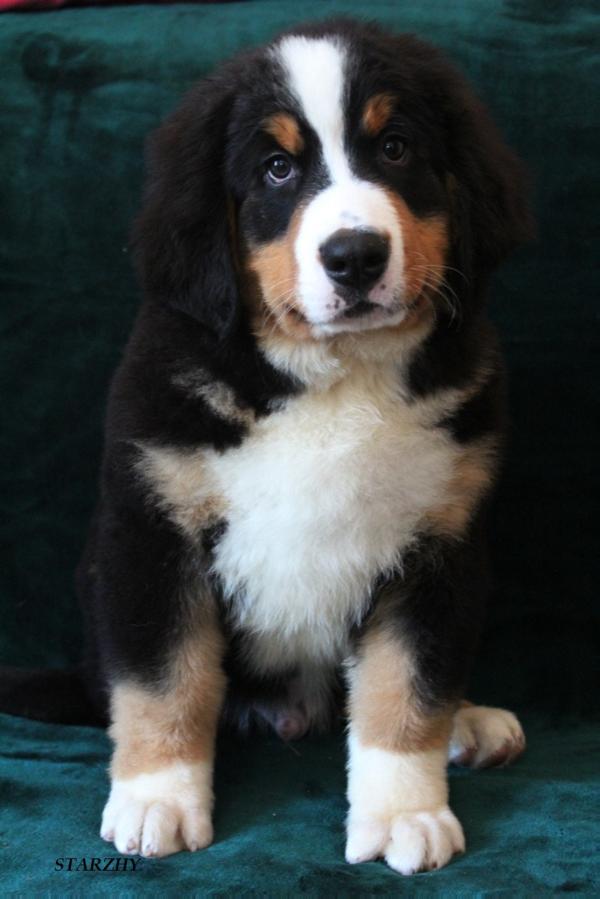 Odin Preferito Dell'Anello Starzhy | Bernese Mountain Dog 