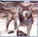 Razor's Edge East Coast Man | American Pit Bull Terrier 