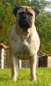 DEIREEN BOHEMIA TARA | Bullmastiff 