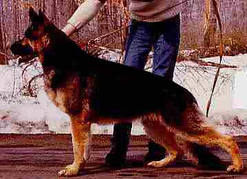 Glenn Vom Ehrlichen Viehhandler | German Shepherd Dog 