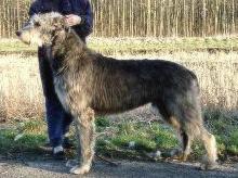 Maximilian Fionnmaë | Irish Wolfhound 