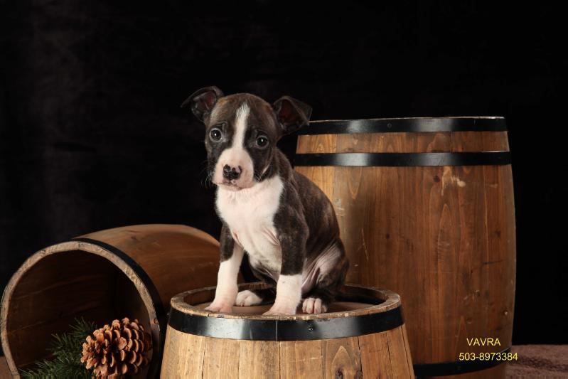 Divinity's Freedom | American Staffordshire Terrier 