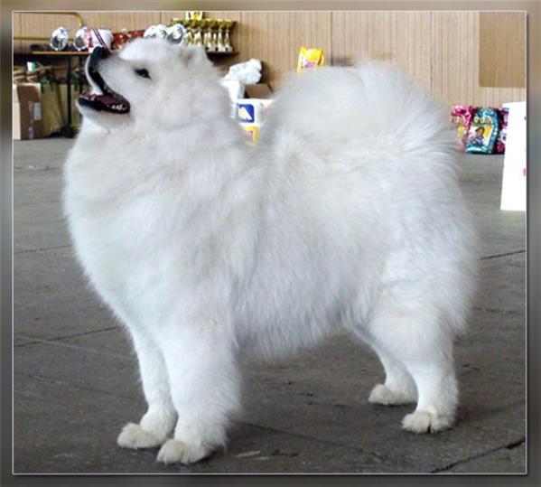 Belolakay Evredika | Samoyed 