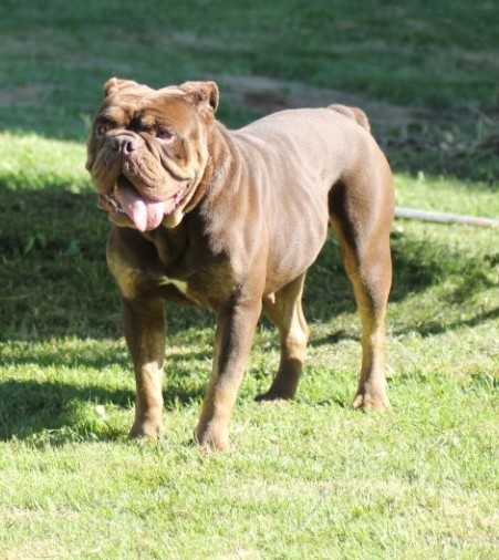 Philisa Dog's M&amp;M's | Olde English Bulldogge 