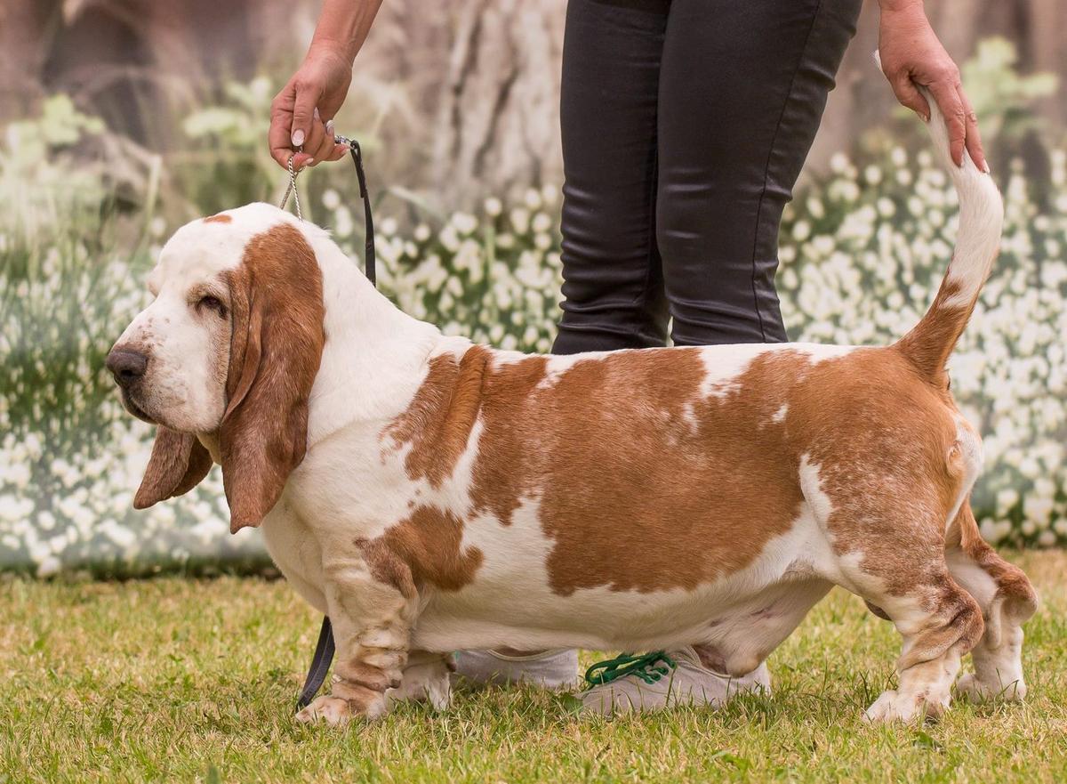 Fabien Od Berounky | Basset Hound 