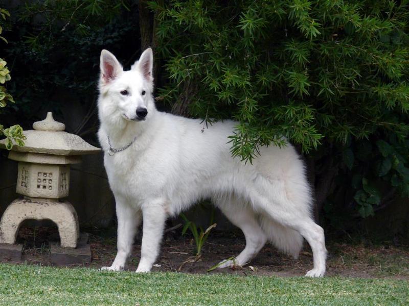 Honorina Giselle of Trebons Berger Blanc | White Swiss Shepherd Dog 