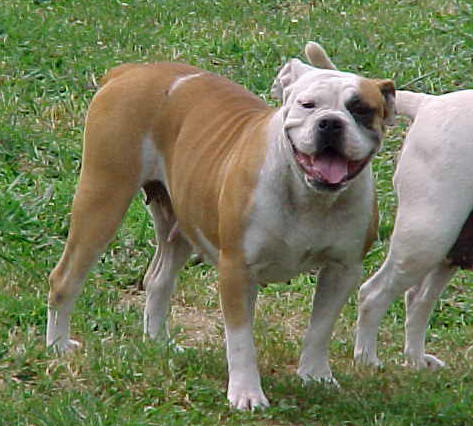 NUNLEY'S RED ROSE II | Olde English Bulldogge 