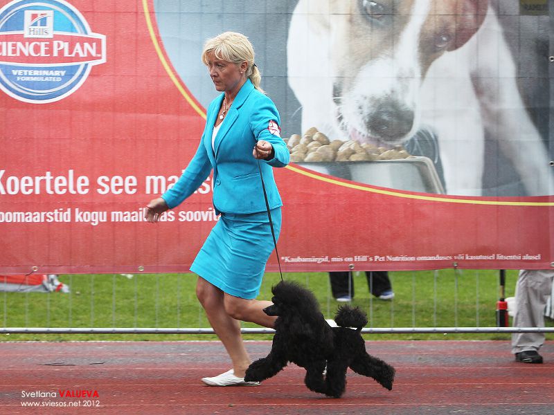 Smart Connection True Equerry's | Poodle 